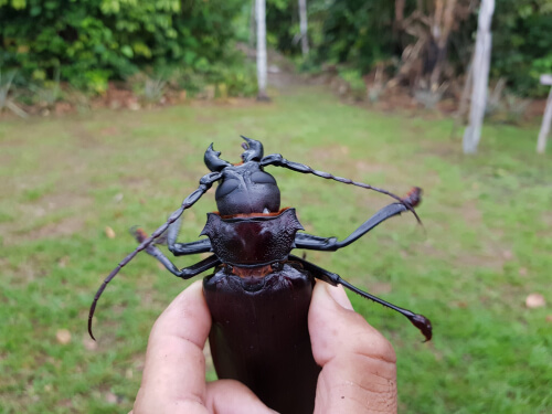 The biggest beetle in the world.