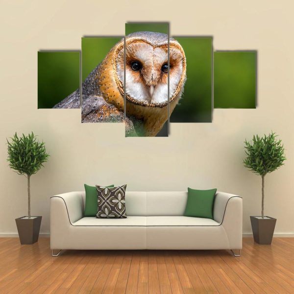 Portrait Of Barn Owl - Animal 5 Panel Canvas Art Wall Decor