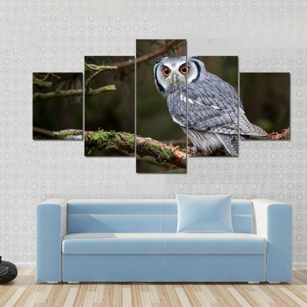 White Faced Scops Owl - Animal 5 Panel Canvas Art Wall Decor