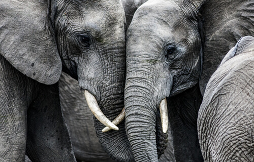 elephants are social animals