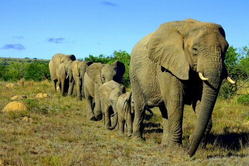 Elephants are social animals