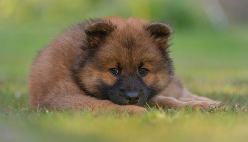 Eurasier puppy lying on the grass