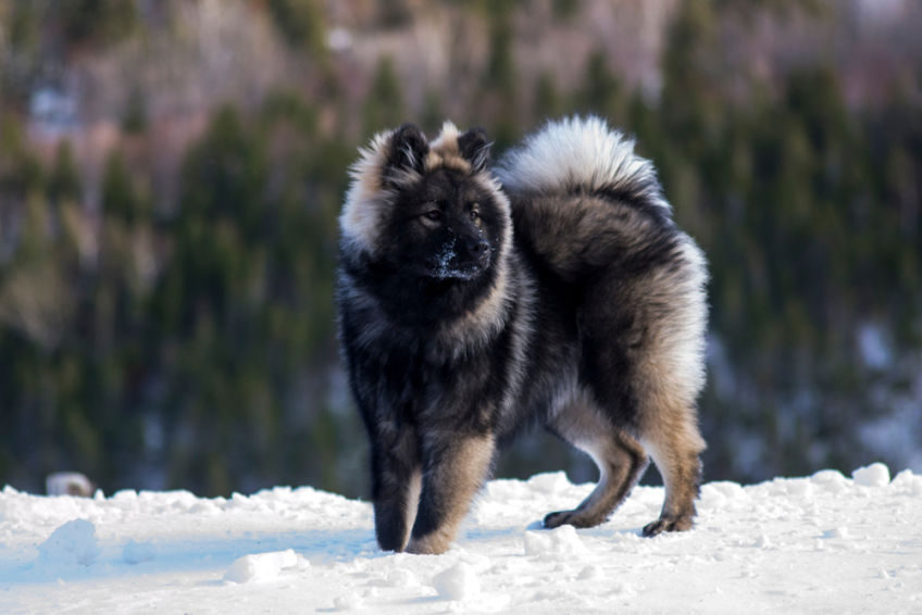 Wolfish young Eurasier in the snow