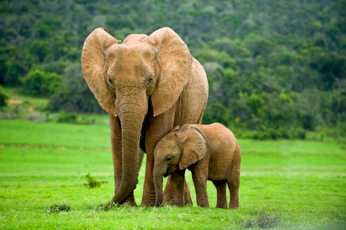 Maternal animal instinct in elephants