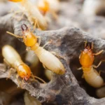 sydney termite control