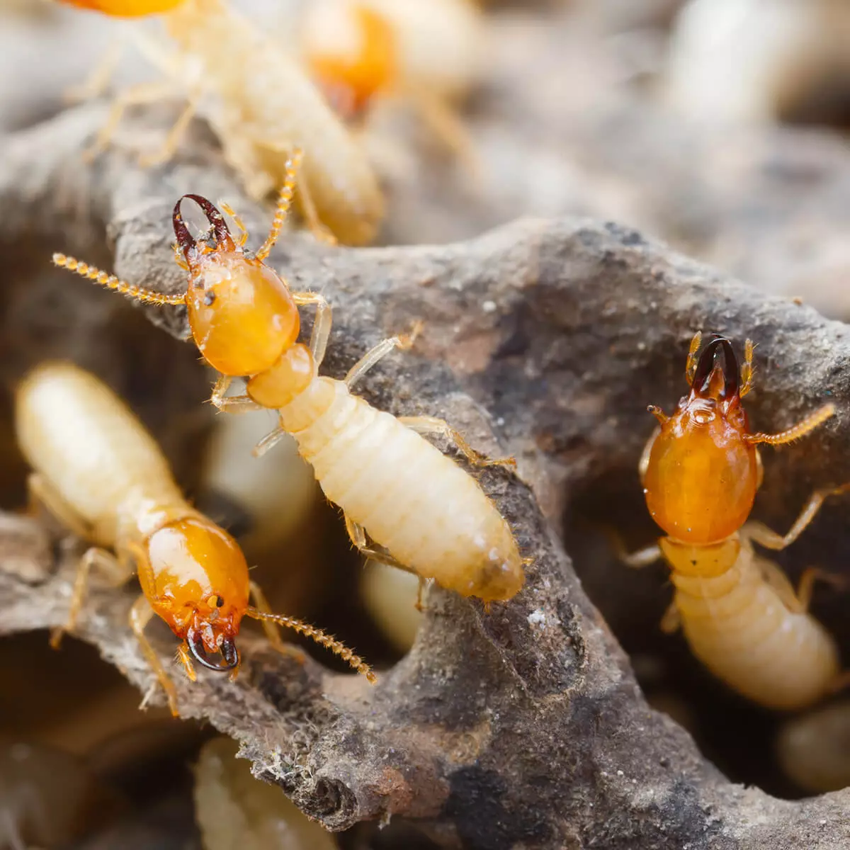 Read more about the article Termite Removal: What Sydney Residents Need to Know