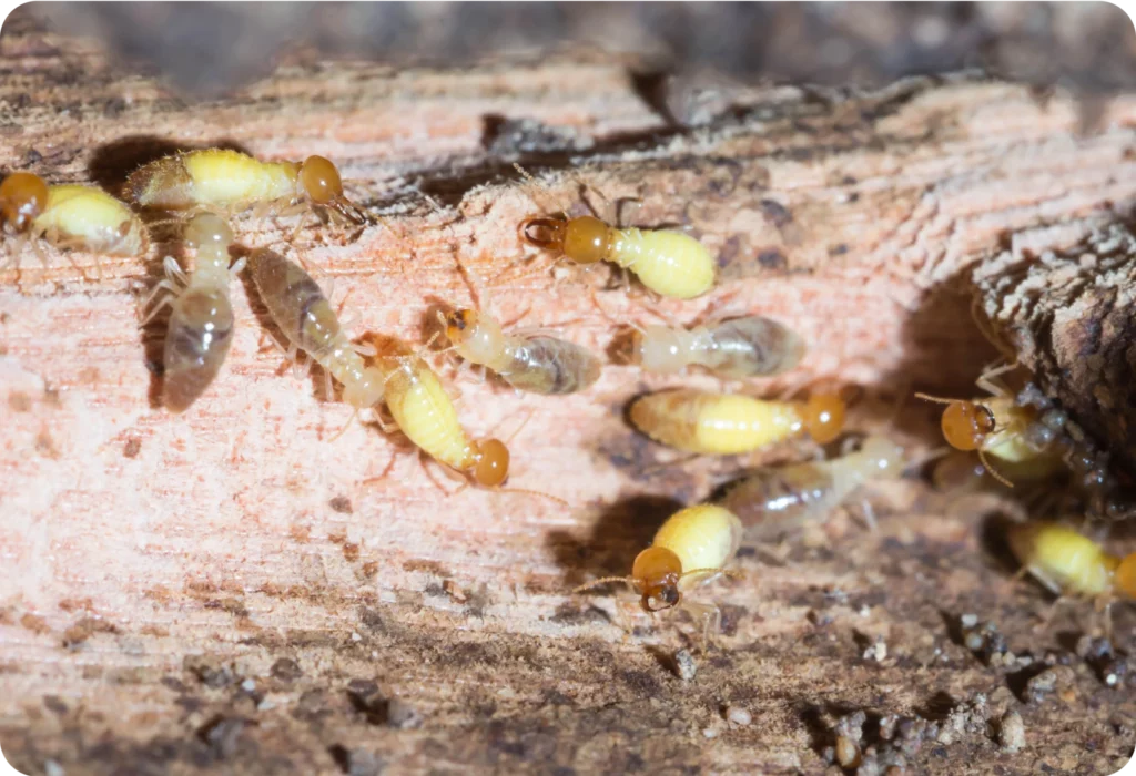 best termite control sydney