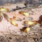 termite inspection