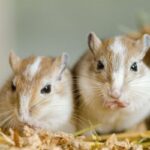Safe Food for Gerbils
