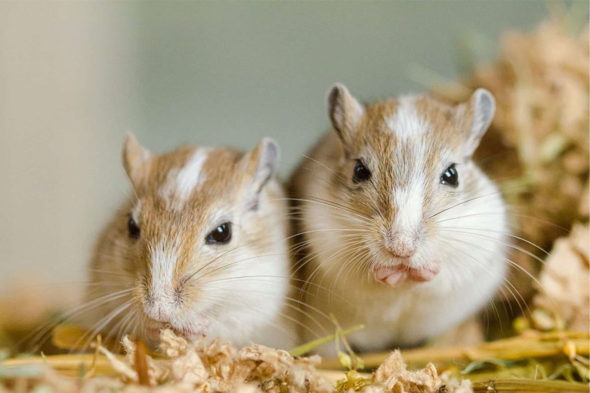 Read more about the article Delicious and Extremely Healthy Food – Safe Food for Gerbils