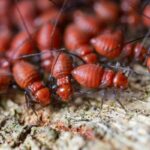 best termite control sydney