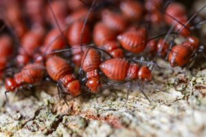 Read more about the article Why Termite Control in Sydney Is Essential for Property Owners