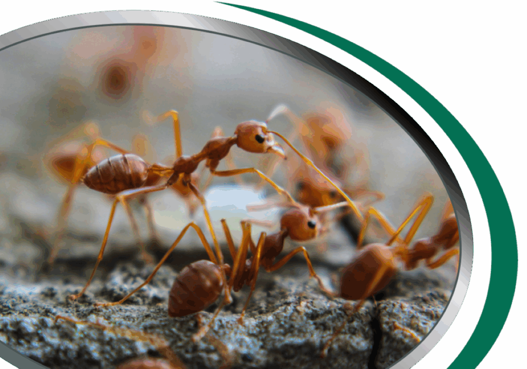 sydney termite control