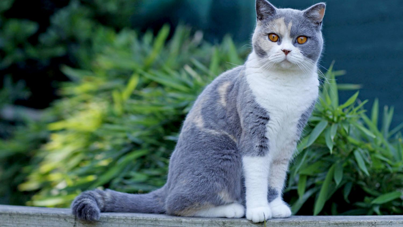 british shorthair cat
