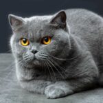 british shorthair cat