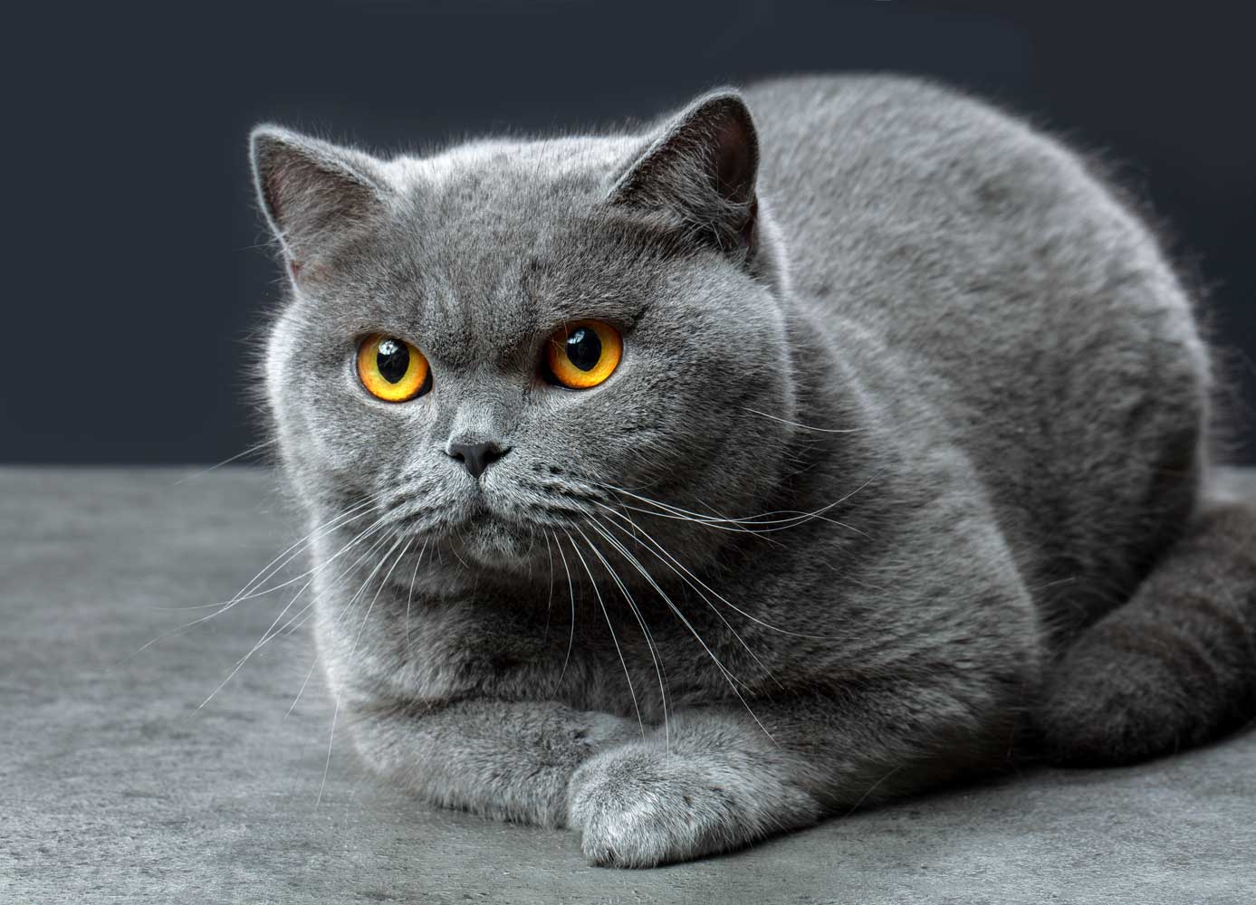 Read more about the article Origin, Characteristics, Facts, and types – British Shorthair Cat