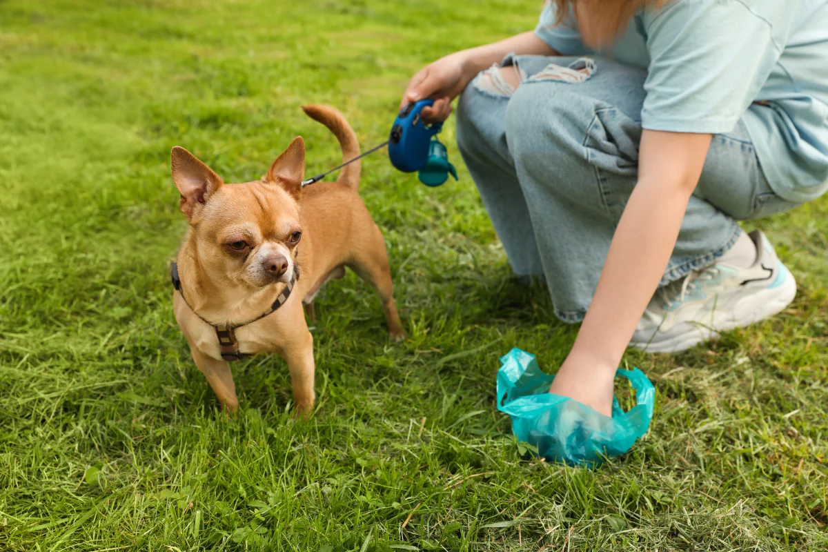 Read more about the article My Dog’s Poop has a Slimy Casing: Stool Dressed in Designer’s Suit (No Dates!)