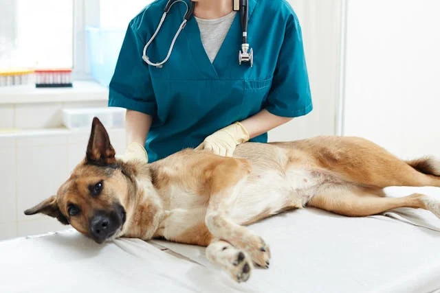 Read more about the article Overactive immune response pneumonia in dogs