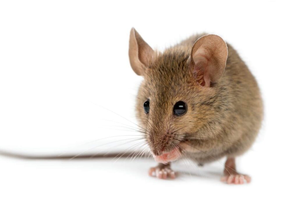 wood mouse cleaning