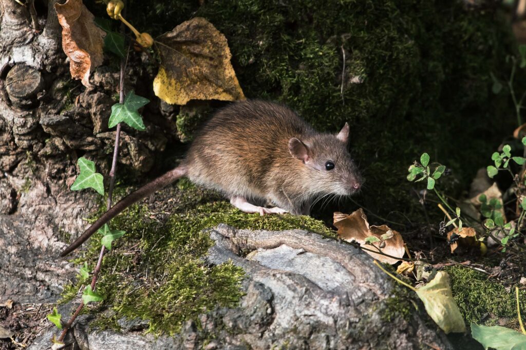 Comprehensive Rodent Control Sydney: From Inspection to Prevention