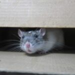 rodent pest control