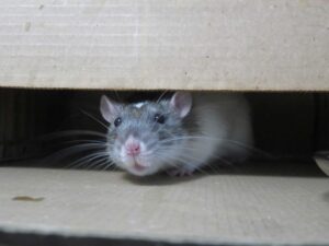 Read more about the article Comprehensive Rodent Control Sydney: From Inspection to Prevention