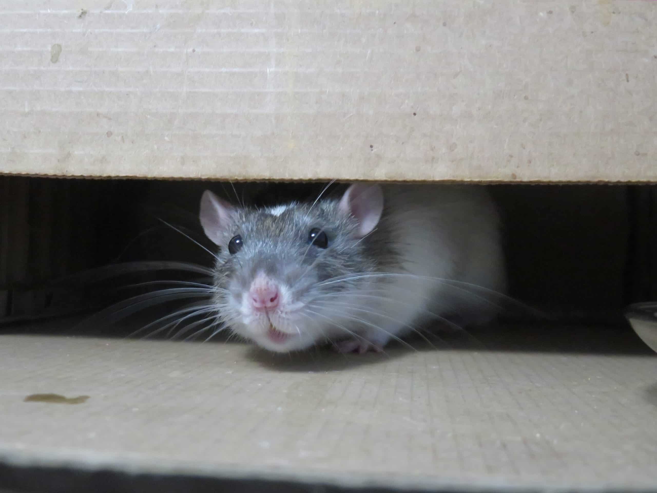 Read more about the article Comprehensive Rodent Control Sydney: From Inspection to Prevention