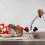 Mouse Removal Sydney: Professional Services You Can Trust