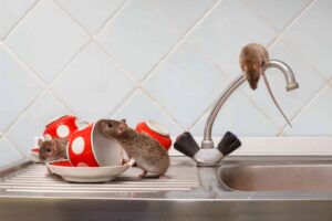 Read more about the article Mouse Removal Sydney: Professional Services You Can Trust