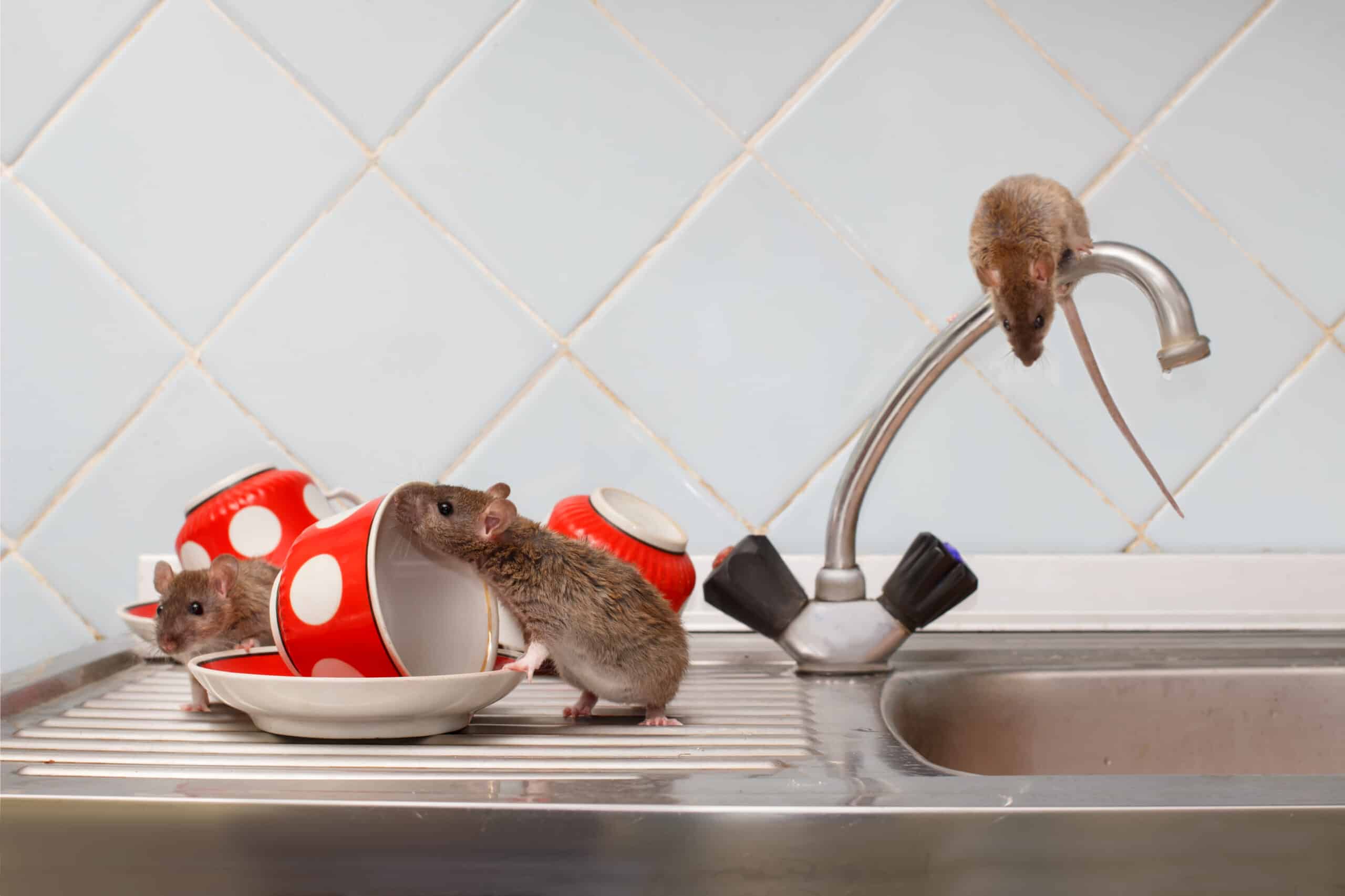 Read more about the article Mouse Removal Sydney: Professional Services You Can Trust