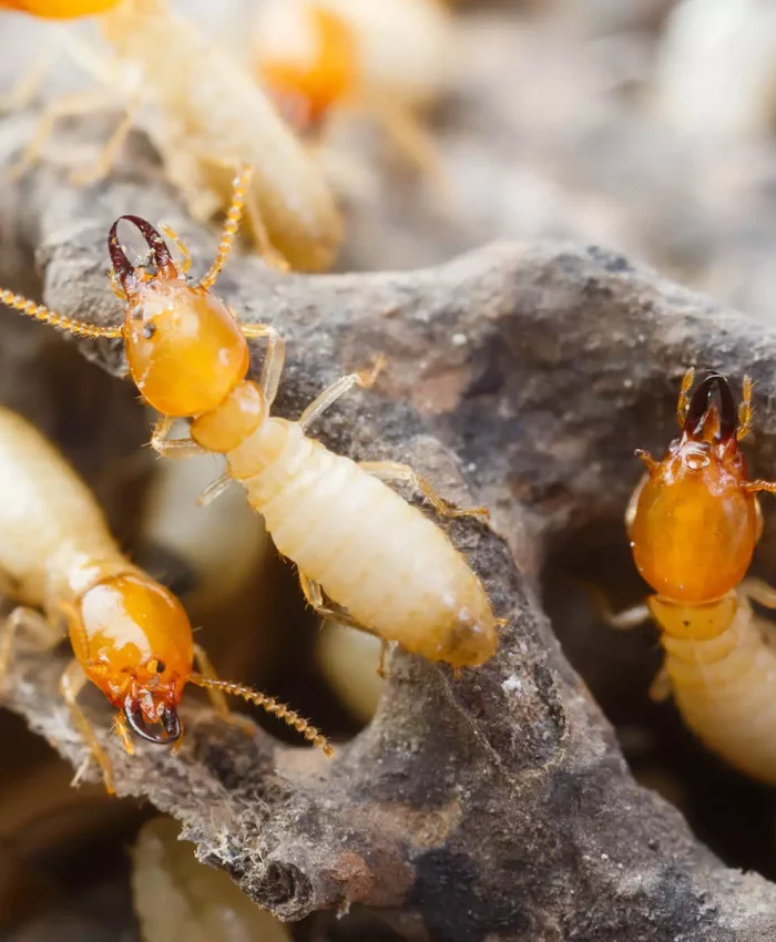 Termite Removal: What Sydney Residents Need to Know
