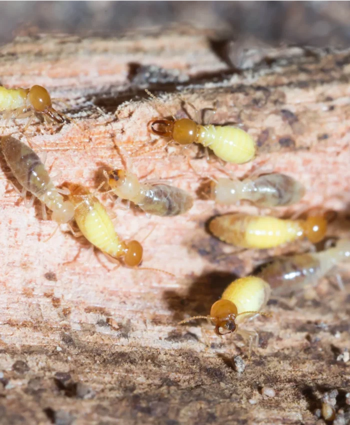termite inspection