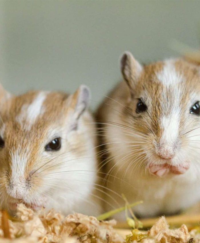 Delicious and Extremely Healthy Food – Safe Food for Gerbils