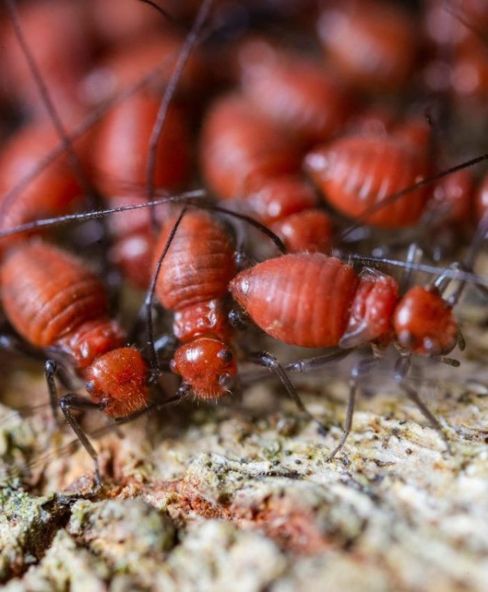 Why Termite Control in Sydney Is Essential for Property Owners