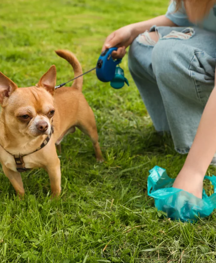My Dog’s Poop has a Slimy Casing: Stool Dressed in Designer’s Suit (No Dates!)