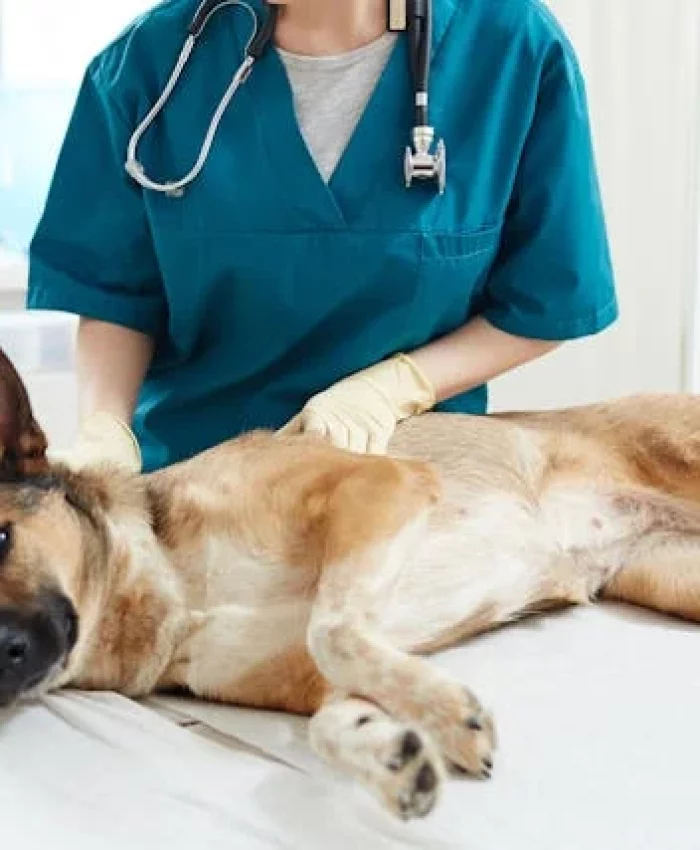 Overactive immune response pneumonia in dogs