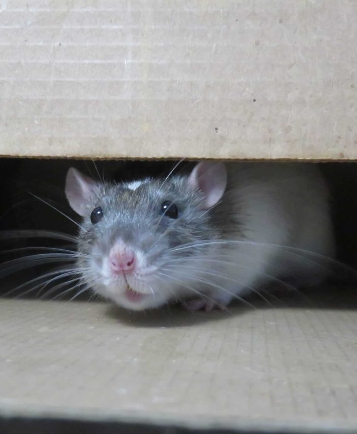 rodent pest control