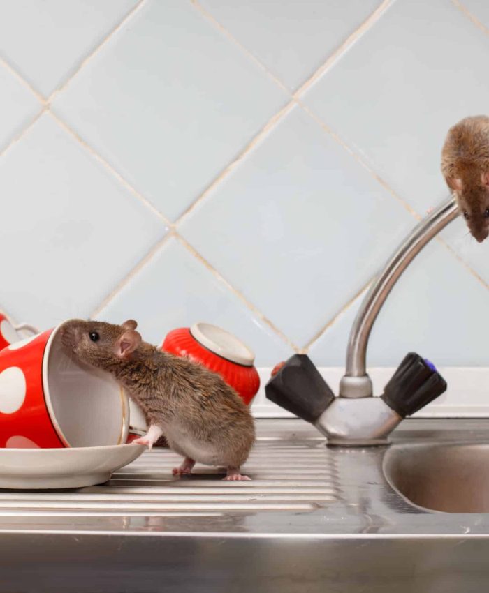 Mouse Removal Sydney: Professional Services You Can Trust